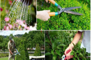 Hướng dẫn cách chăm sóc cây cảnh luôn xanh tươi