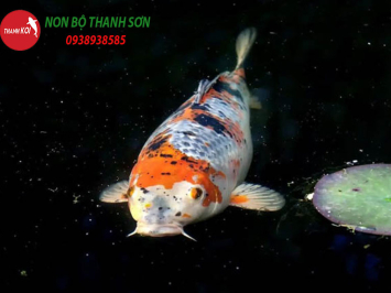 Cá Bơi Lờ Đờ Trên Mặt Nước: Nguyên Nhân và Giải Pháp Hiệu Quả
