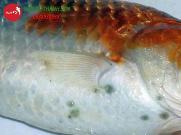 Cá Koi Bị Chấm Đen: Nguyên Nhân, Cách Xử Lý và Phòng Ngừa