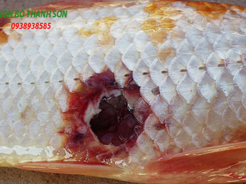 Cá Koi Bị Đốm Đỏ: Nguyên Nhân, Cách Phòng Ngừa và Điều Trị Hiệu Quả