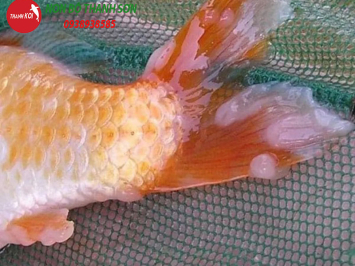 Cá Koi Bị Nấm Trắng: Nguyên Nhân, Cách Phòng Ngừa và Điều Trị