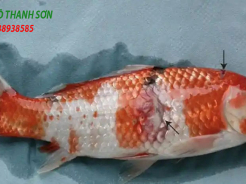 Cá Koi Bị Tróc Vảy: Nguyên Nhân, Cách Phòng Ngừa và Điều Trị