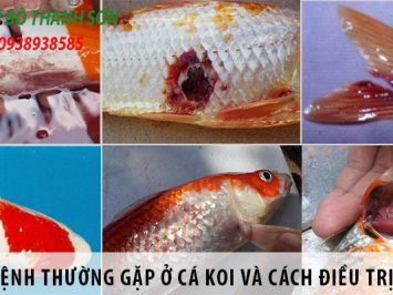 Cá koi thường bị bệnh gì?