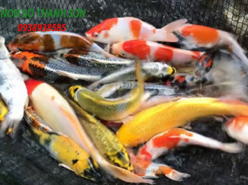 Cách cứu cá Koi sắp chết