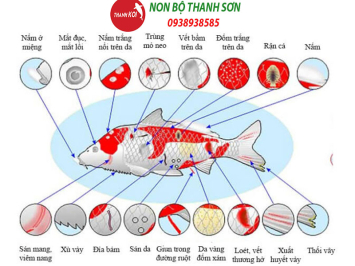 Cách Nhận Biết Cá Koi Bị Bệnh và Các Biện Pháp Xử Lý Hiệu Quả