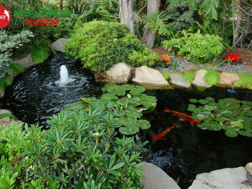 Cây Trồng Hồ Cá Koi: Lựa Chọn Hoàn Hảo Cho Không Gian Thủy Sinh