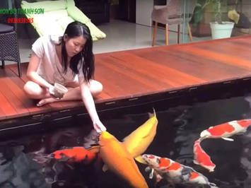 Làm Sao Để Cá Koi Hết Nhát: Bí Quyết Từ Chuyên Gia