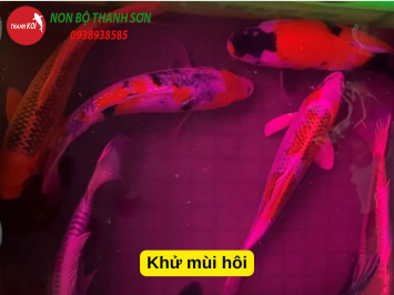 Ngâm Thuốc Tím Cho Cá Koi Bao Lâu? Hướng Dẫn Chi Tiết Cho Người Nuôi Cá