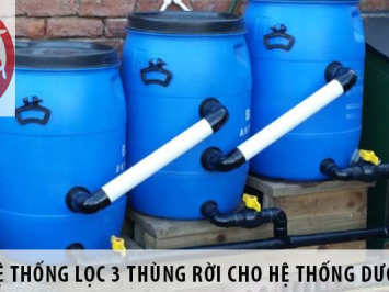 Thiết Kế Thùng Lọc Cho Hồ Cá Chép Koi Đúng Chuẩn