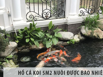 Xây hồ cá koi 5m2 có thể nuôi được bao nhiêu con ?