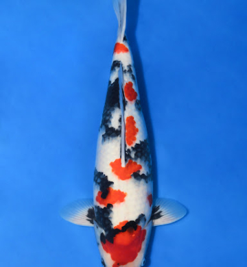 [Marudo] Gosanke size 17-22cm (kiện 40pcs)