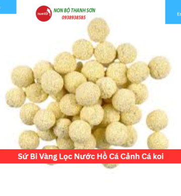 Sứ Bi Vàng Lọc Nước Hồ Cá Cảnh Cá koi