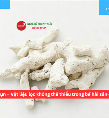 San Hô Vụn – Vật liệu lọc không thể thiếu trong bể hải sản-hồ cá koi