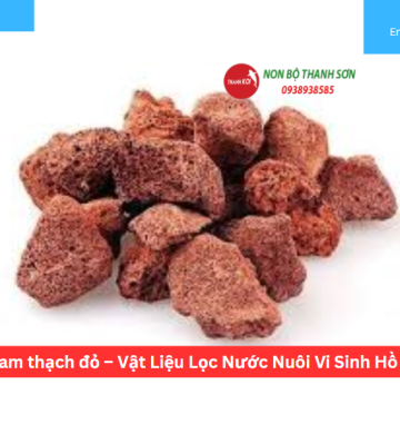 Nham thạch đỏ – Vật Liệu Lọc Nước Nuôi Vi Sinh Hồ Cá