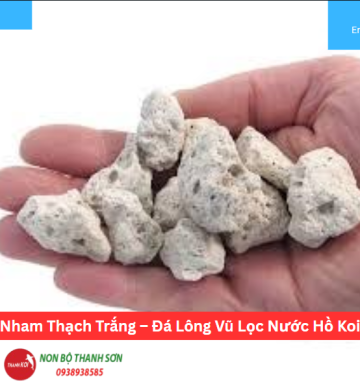 Nham Thạch Trắng – Đá Lông Vũ Lọc Nước Hồ Koi