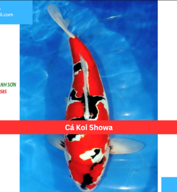 Cá Koi Showa