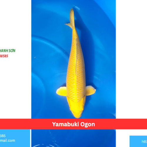 Yamabuki Ogon