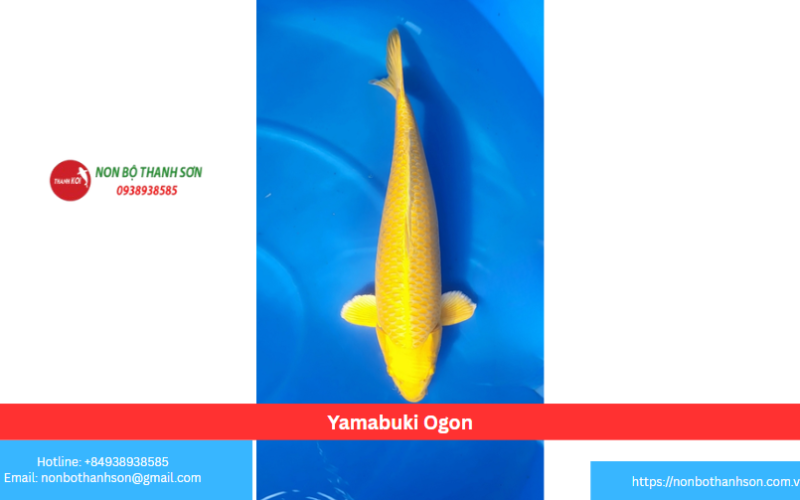 Yamabuki Ogon