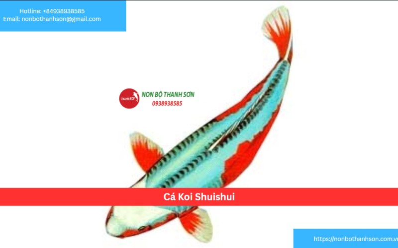 Cá Koi Shuishui