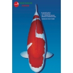 [Dainichi] Kohaku size 24-28cm (kiện 20pcs)