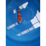 [Kondo HQ] Kohaku size 18-22cm (kiện 40pcs)