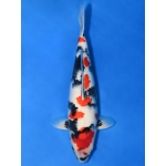 [Marudo] Gosanke size 17-22cm (kiện 40pcs)