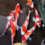 [Marudo] Gosanke size 22-26cm (kiện 30pcs)