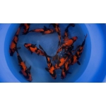 [Marusei] Hi Utsuri size 30-35cm 15pcs (kiện 1)