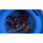 [Marusei] Hi Utsuri size 30-35cm 15pcs (kiện 2)