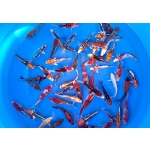 [Marusei] Red Karashi size 14-16cm (kiện 40pcs)