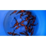 [Marushin] Hi Utsuri size 18-22cm 30pcs (kiện 1)