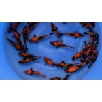 [Marushin] Hi Utsuri size 18-22cm 30pcs (kiện 2)