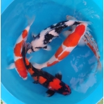 [Omosako] Shiro size 11-15cm (kiện 50pcs)