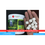 Vi sinh Power Sludge làm sạch nước, môi trường sống cho cá Koi