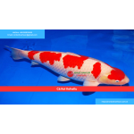Cá Koi KohaKu