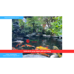 Bảng báo giá thiết kế hồ cá koi thành phố Hải Phòng