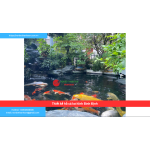 Bảng báo giá thiết kế hồ cá koi tỉnh Bình Định