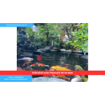 Bảng báo giá thiết kế hồ cá koi Thành phố Hồ Chí Minh