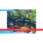 Bảng báo giá thiết kế hồ cá koi tỉnh Cà Mau