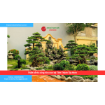 Bảng báo giá thiết kế thi công hòn non bộ Tỉnh Thành Tây Ninh