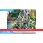 Bảng báo giá thiết kế thi công hòn non bộ Tỉnh Thành Đồng Tháp