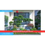 Bảng báo giá thiết kế thi công tiểu cảnh sân vườn Thanh Hóa