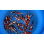 [Sekiguchi] Jumbo Tateshita size 30-38cm 24pcs (kiện 2)