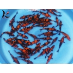 [Shinoda] Hi Utsuri size 12-14cm (kiện 40pcs)