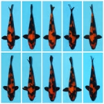 [Shinoda] Hi Utsuri size 15-18cm (kiện 40pcs)