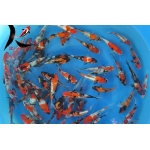 [Suzusei] Showa Ginrin size 12-15cm (kiện 40pcs)