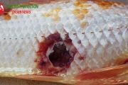 Cá Koi Bị Đốm Đỏ: Nguyên Nhân, Cách Phòng Ngừa và Điều Trị Hiệu Quả